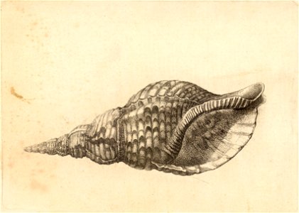 Wenceslas Hollar - Charonia tritonis