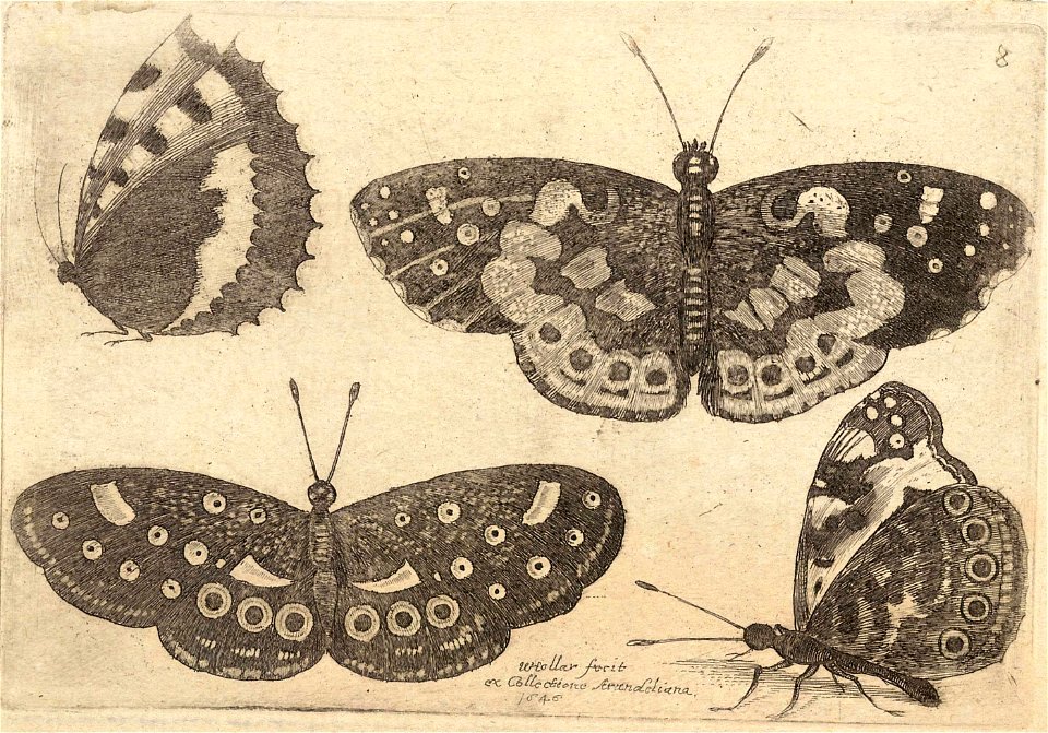 Wenceslas Hollar - Four butterflies (State 3)