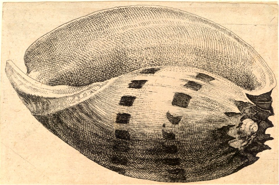 Wenceslas Hollar - Melo amphora Sol.