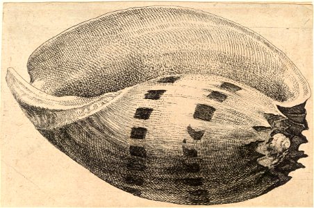 Wenceslas Hollar - Melo amphora Sol.