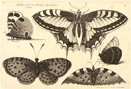 Wenceslas Hollar - Five butterflies (State 3)