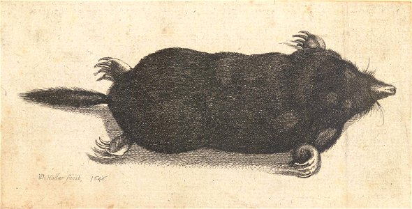 Wenceslas Hollar - Dead mole