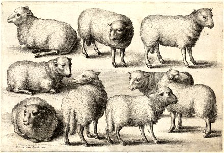 Wenceslas Hollar - Nine sheep. Free illustration for personal and commercial use.