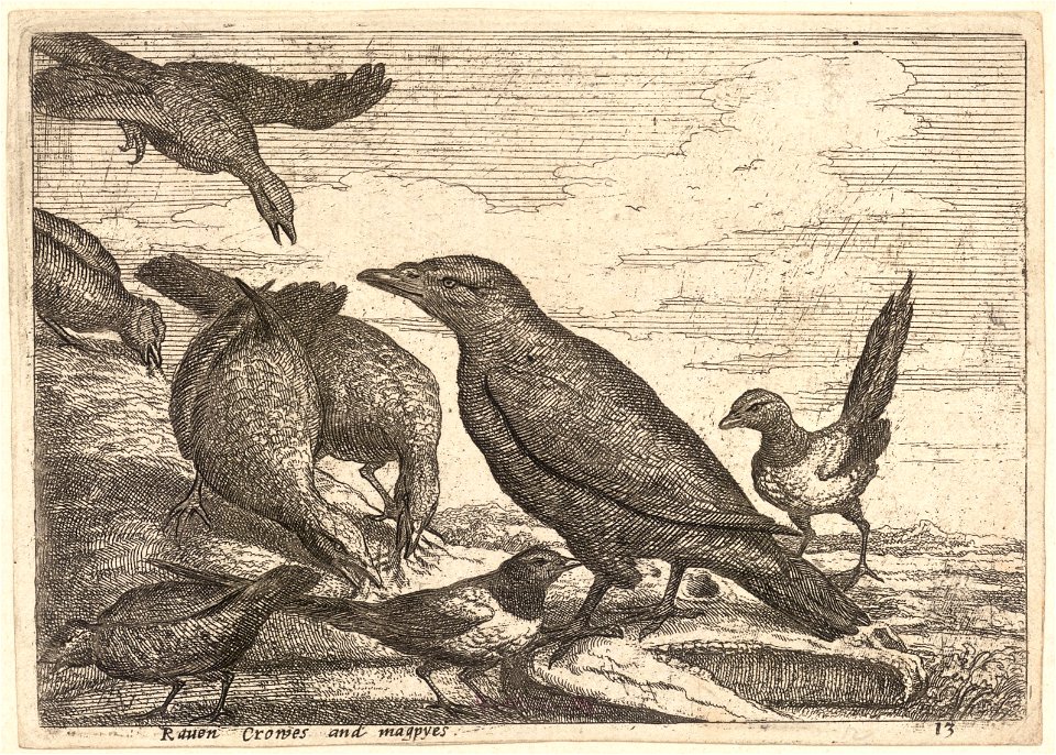 Wenceslas Hollar - Raven, crows and magpies
