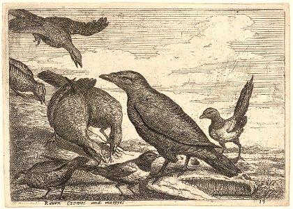 Wenceslas Hollar - Raven, crows and magpies