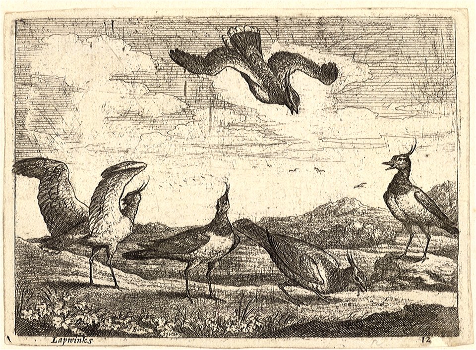Wenceslas Hollar - Lapwings