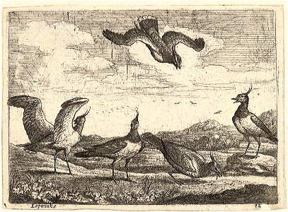 Wenceslas Hollar - Lapwings. Free illustration for personal and commercial use.