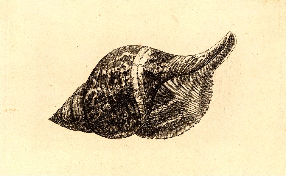 Wenceslas Hollar - Fasciolaria tulipa