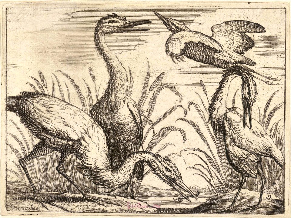 Wenceslas Hollar - Herons 2. Free illustration for personal and commercial use.