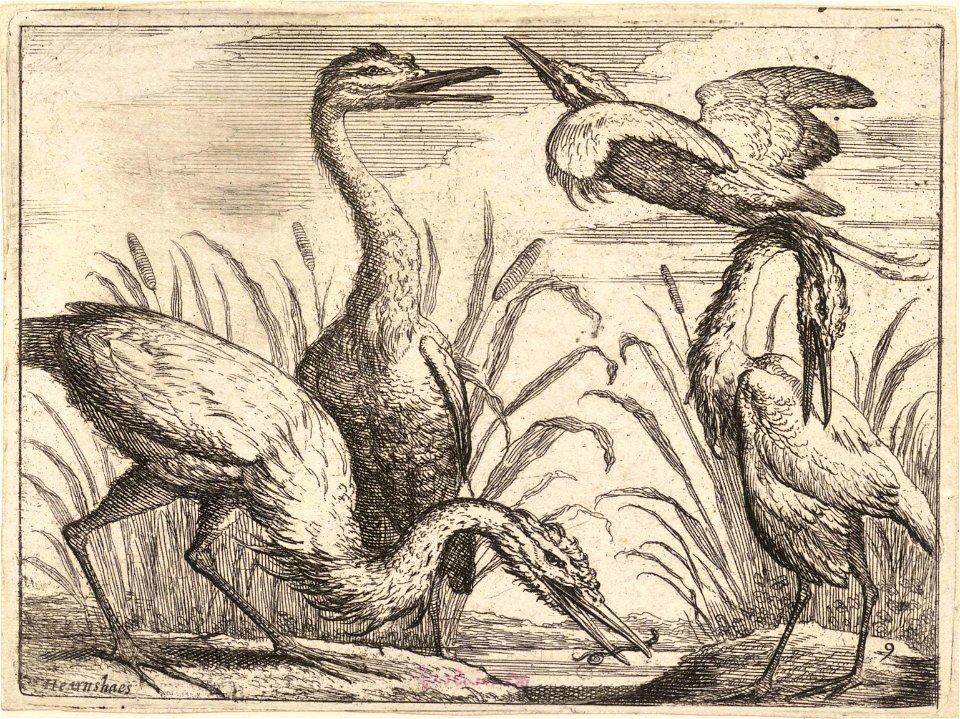 Wenceslas Hollar - Herons 2