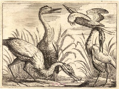 Wenceslas Hollar - Herons 2. Free illustration for personal and commercial use.