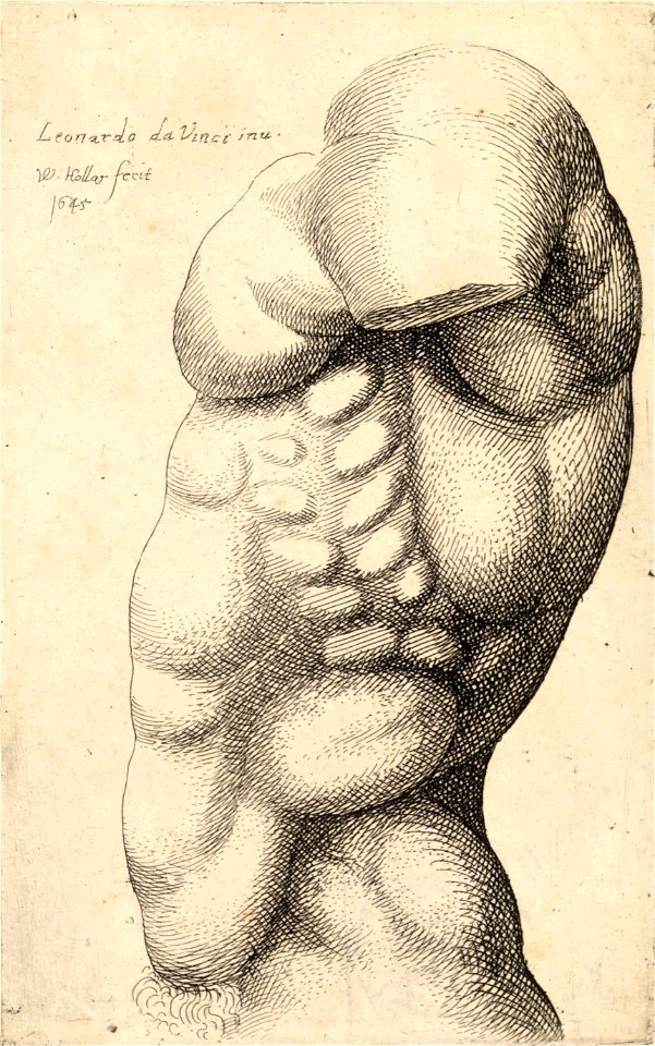 Wenceslas Hollar - Male torso from neck to hip