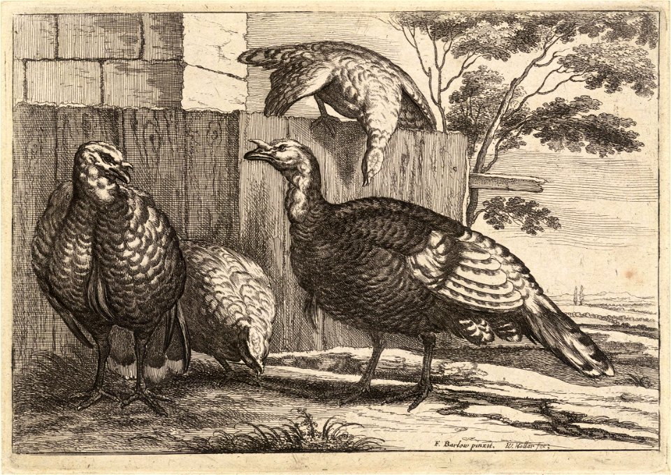 Wenceslas Hollar - Four turkeys (State 2)