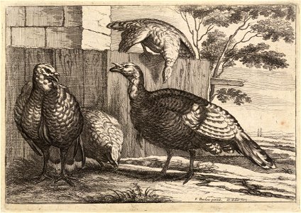 Wenceslas Hollar - Four turkeys (State 2)