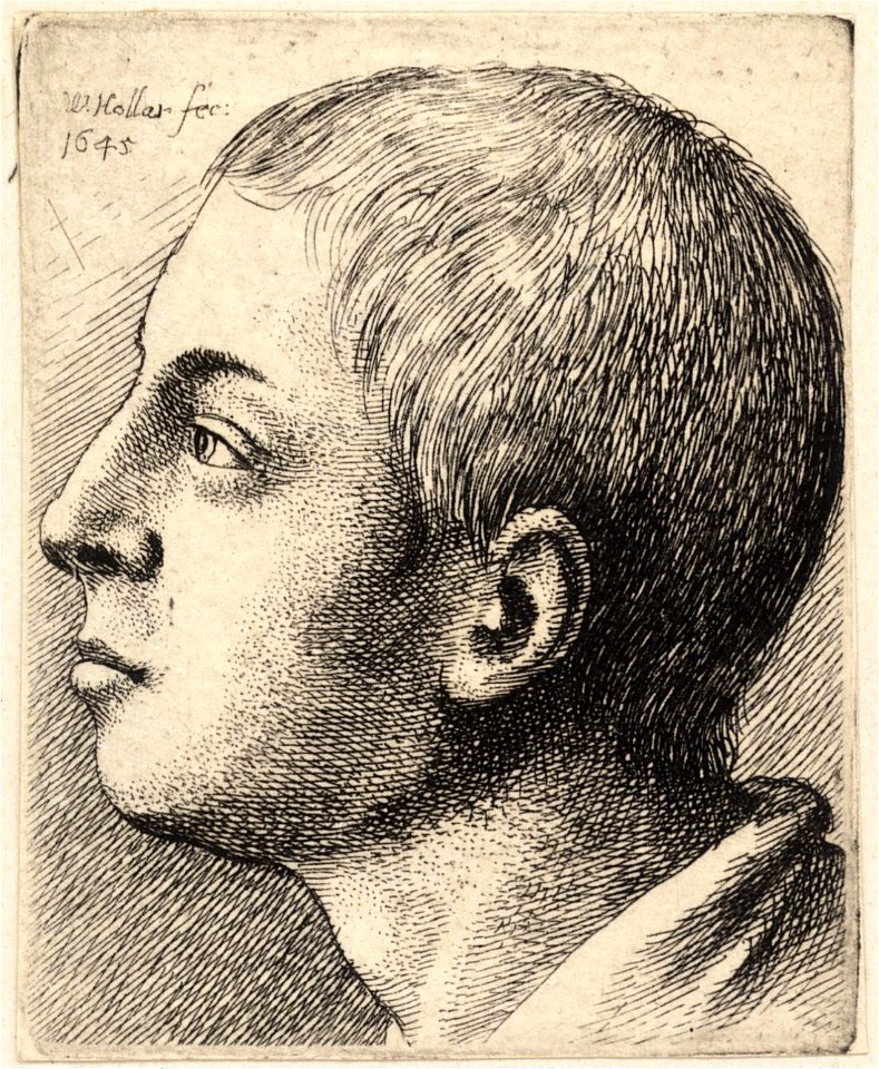 Wenceslas Hollar - Head of a young man looking up