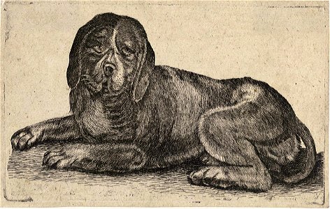 Wenceslas Hollar - Sitting hound. Free illustration for personal and commercial use.