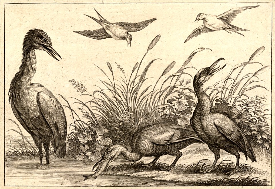 Wenceslas Hollar - Herons
