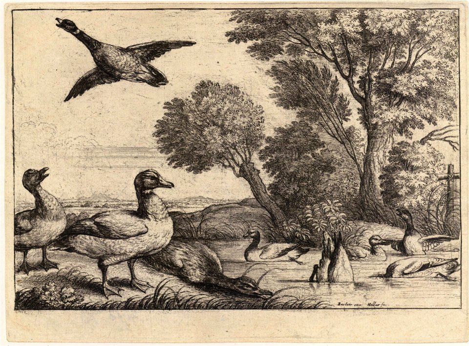 Wenceslas Hollar - Nine ducks (State 2)