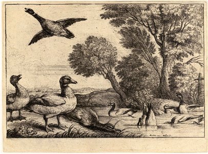 Wenceslas Hollar - Nine ducks (State 2). Free illustration for personal and commercial use.