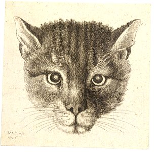 Wenceslas Hollar - Head of a cat (small size). Free illustration for personal and commercial use.