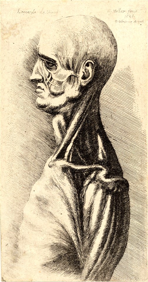 Wenceslas Hollar - Dissected head and shoulder