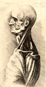Wenceslas Hollar - Dissected head and shoulder