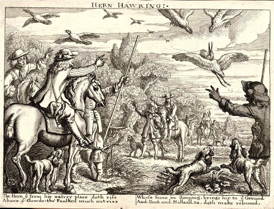 Wenceslas Hollar - Hern hawking