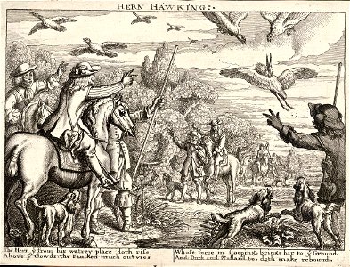 Wenceslas Hollar - Hern hawking