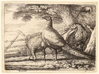 Wenceslas Hollar - Pheasants. Free illustration for personal and commercial use.