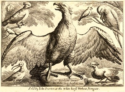 Wenceslas Hollar - Eagle (State 3)
