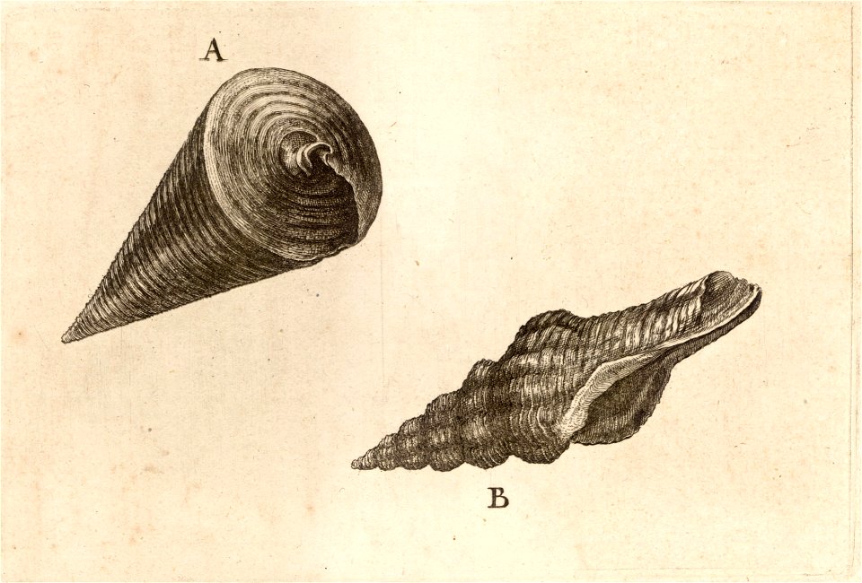 Wenceslas Hollar - Potamides telescopium and fusinus laticostatus