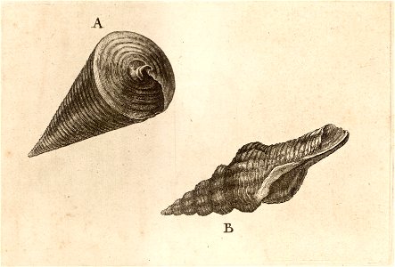 Wenceslas Hollar - Potamides telescopium and fusinus laticostatus