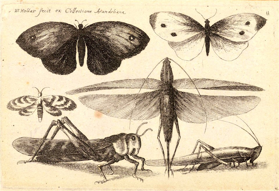 Wenceslas Hollar - Six insects (State 3)