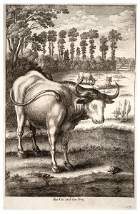 Wenceslas Hollar - Ox and frog 2