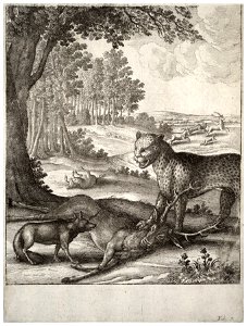 Wenceslas Hollar - The leopard, the fox, and the ass (State 2)