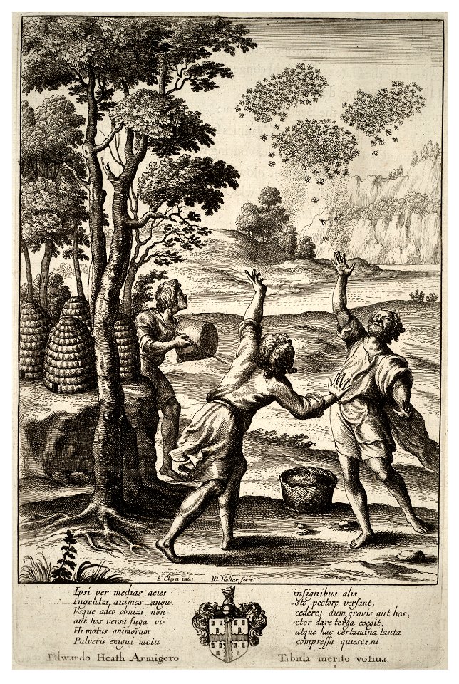 Wenceslas Hollar - Swarming of bees (State 1)