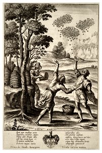 Wenceslas Hollar - Swarming of bees (State 1)