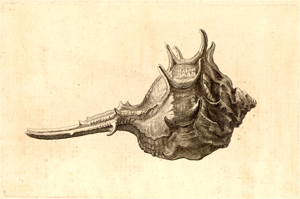 Wenceslas Hollar - Murex brabdaris