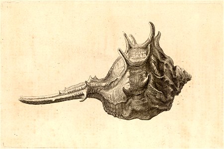 Wenceslas Hollar - Murex brabdaris