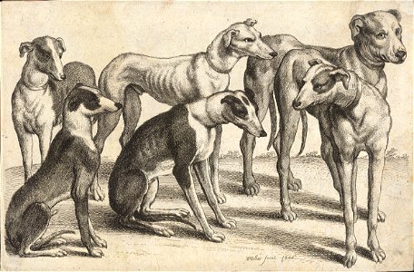 Wenceslas Hollar - Six hounds 2. Free illustration for personal and commercial use.