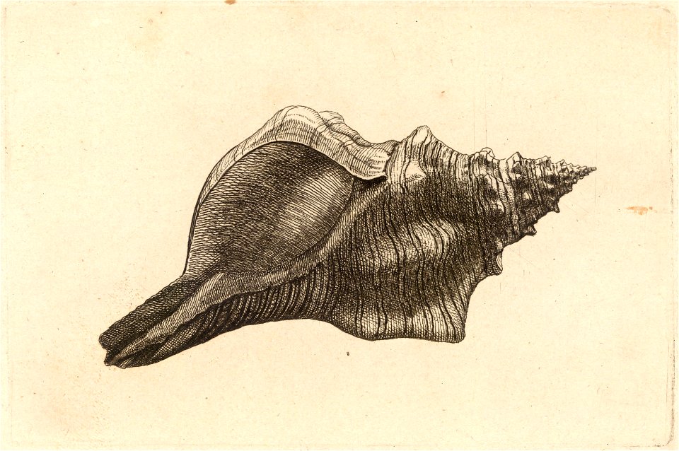 Wenceslas Hollar - Pleuroploca trapezium
