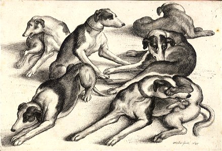 Wenceslas Hollar - Six hounds. Free illustration for personal and commercial use.