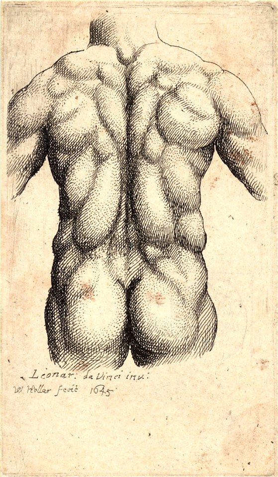 Wenceslas Hollar - Naked torso seen from behind