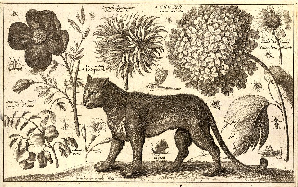 Wenceslas Hollar - Leopard and flowers (State 2)