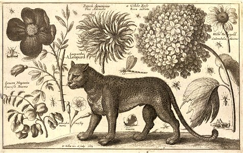 Wenceslas Hollar - Leopard and flowers (State 2). Free illustration for personal and commercial use.