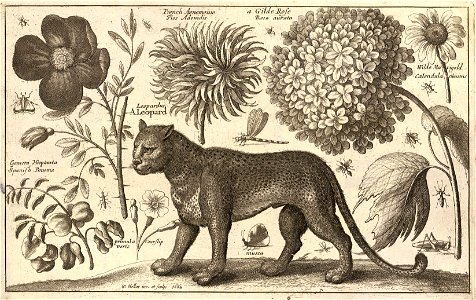 Wenceslas Hollar - Leopard and flowers (State 2)