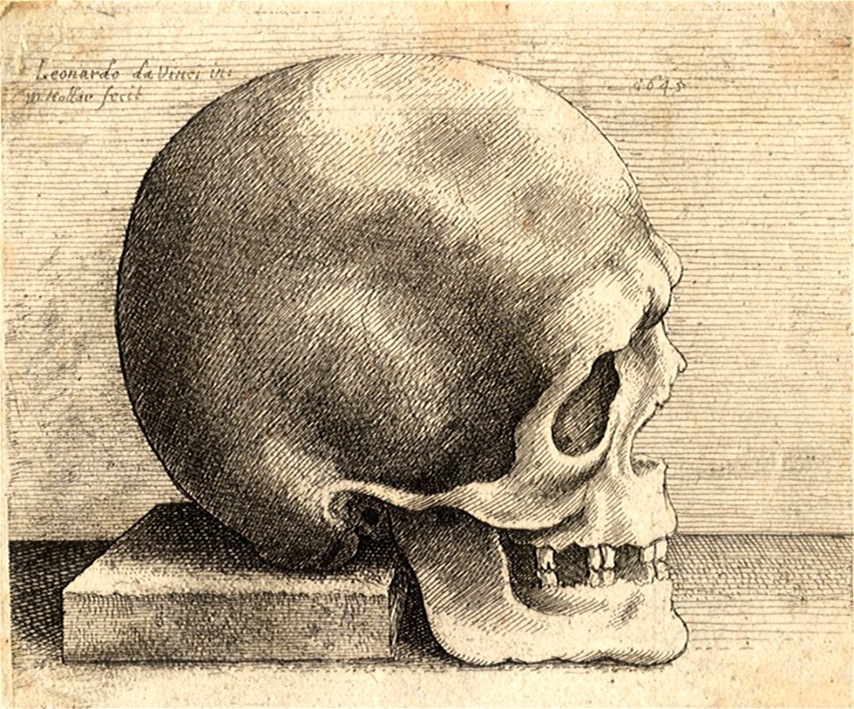 Wenceslas Hollar - Right profile of a skull