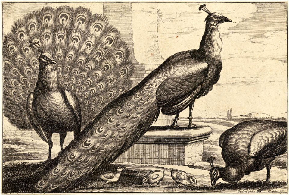 Wenceslas Hollar - Three peacocks (State 1)