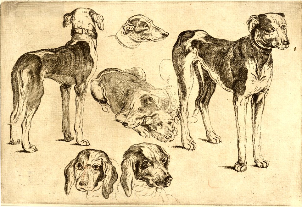 Wenceslas Hollar - Studies of hounds