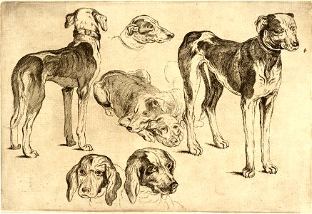 Wenceslas Hollar - Studies of hounds. Free illustration for personal and commercial use.